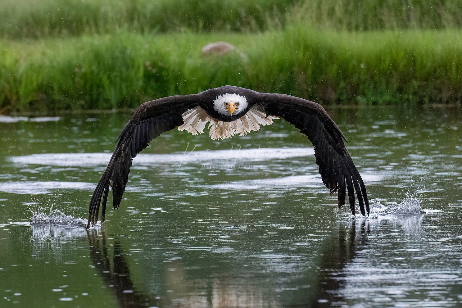 Bald Eaglejpg