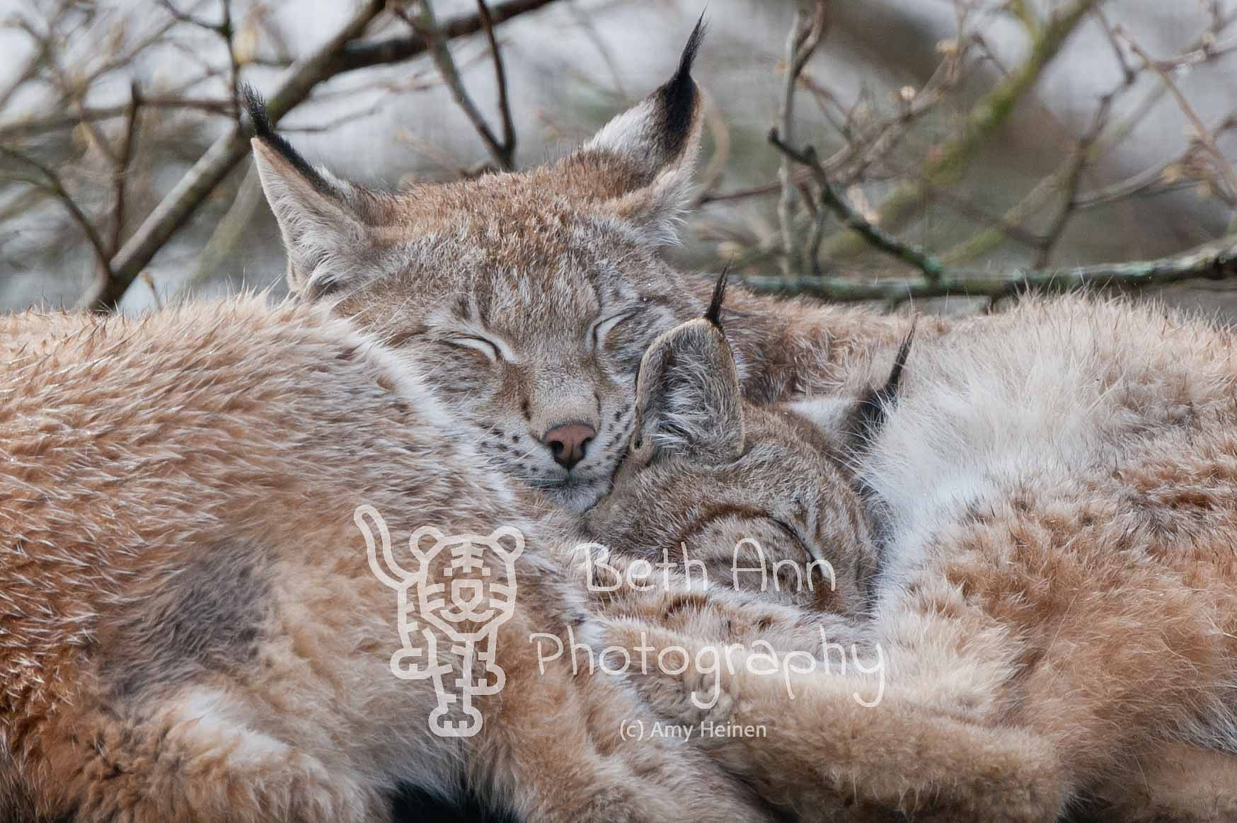 Cuddle