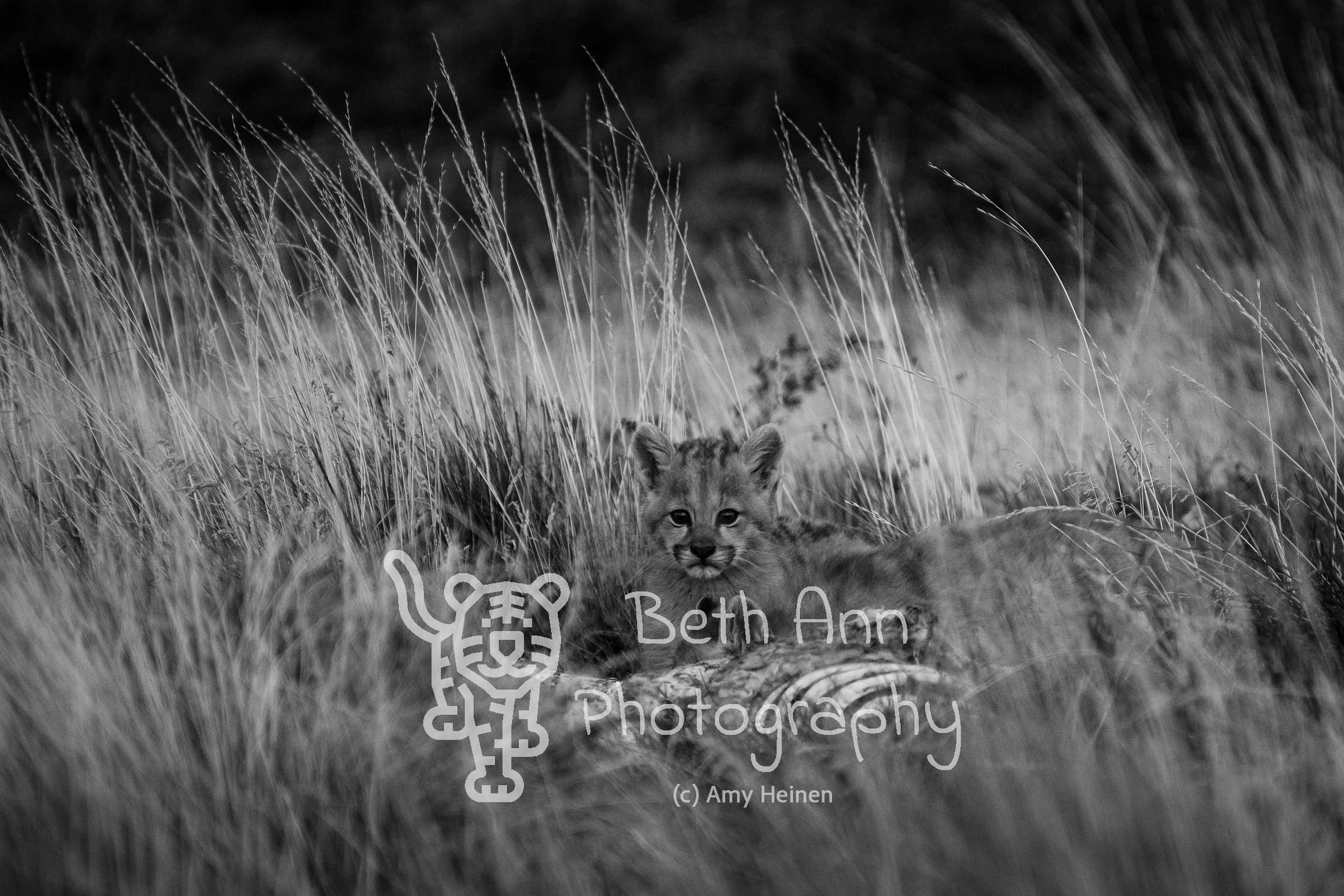 Hungry Cubs