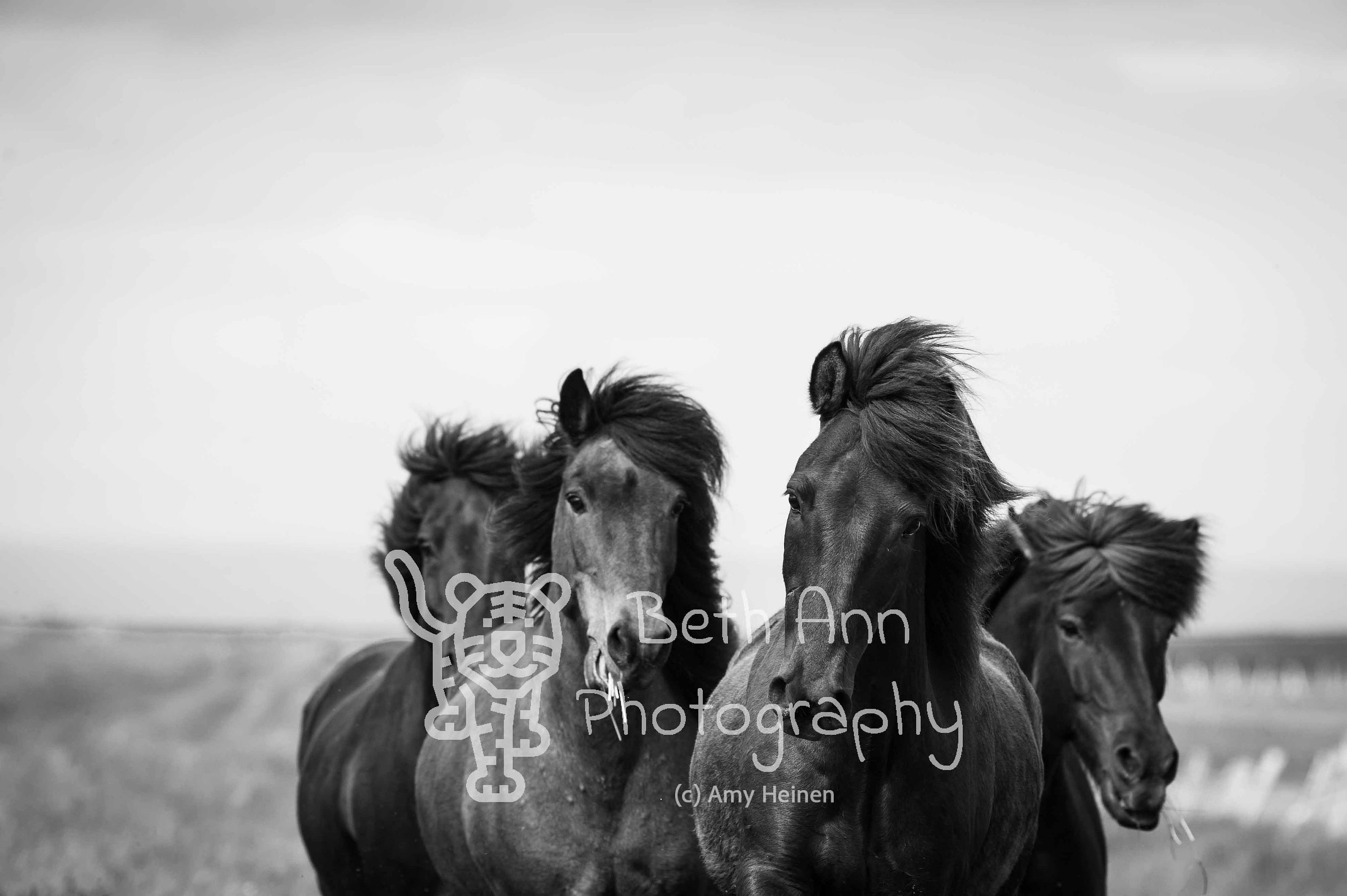 Head of the Pack