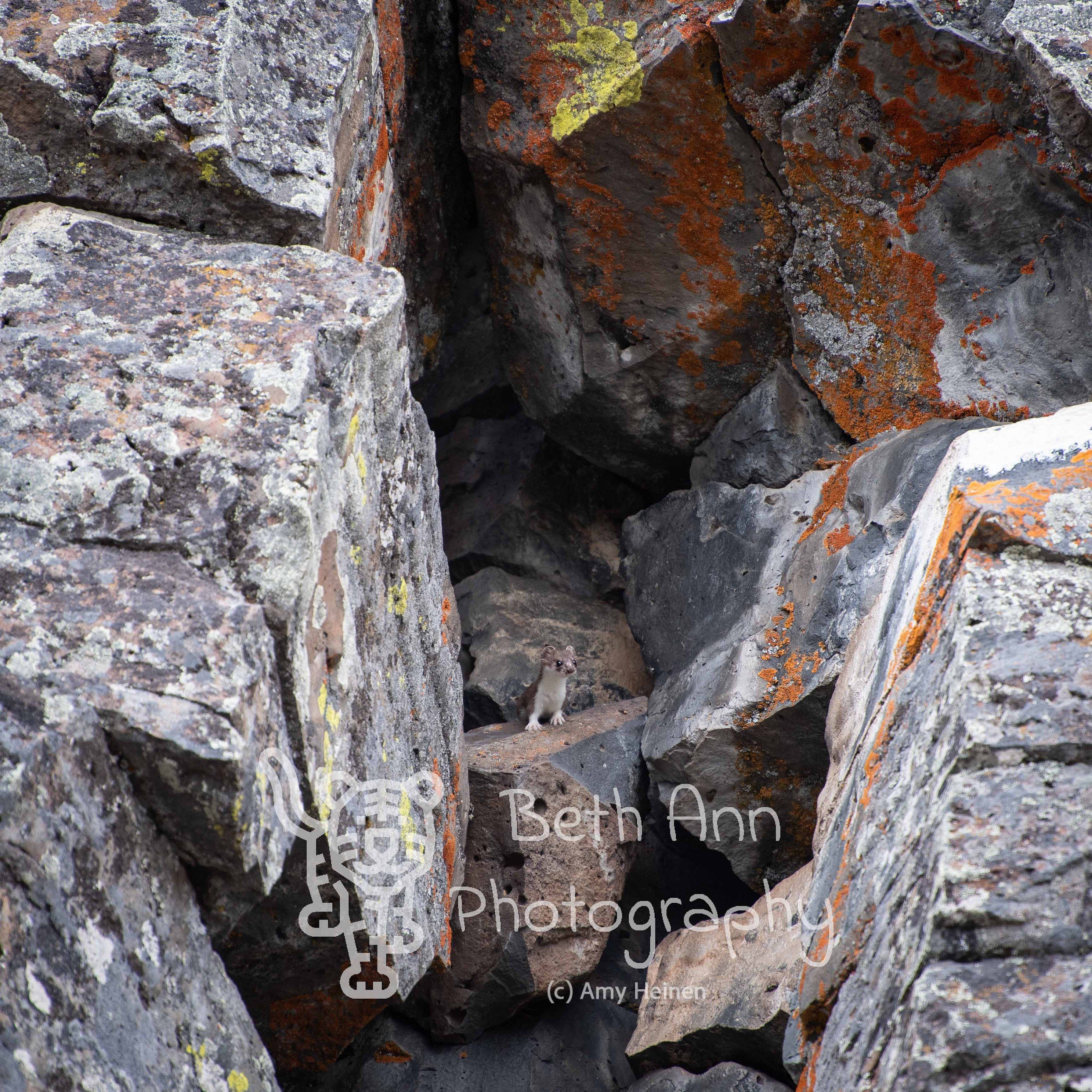 Little Weasel Big Rocks