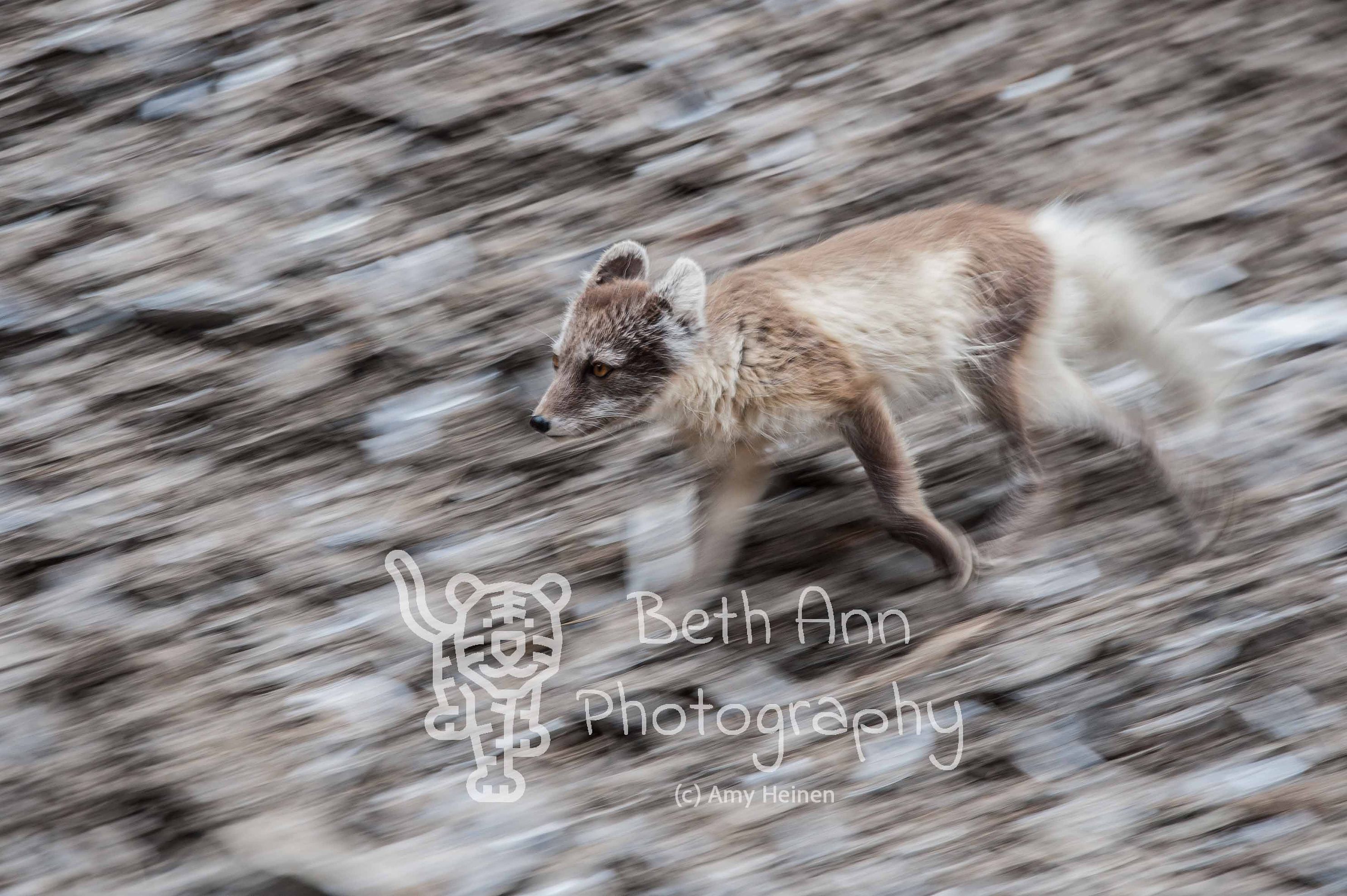 Fox on the Move