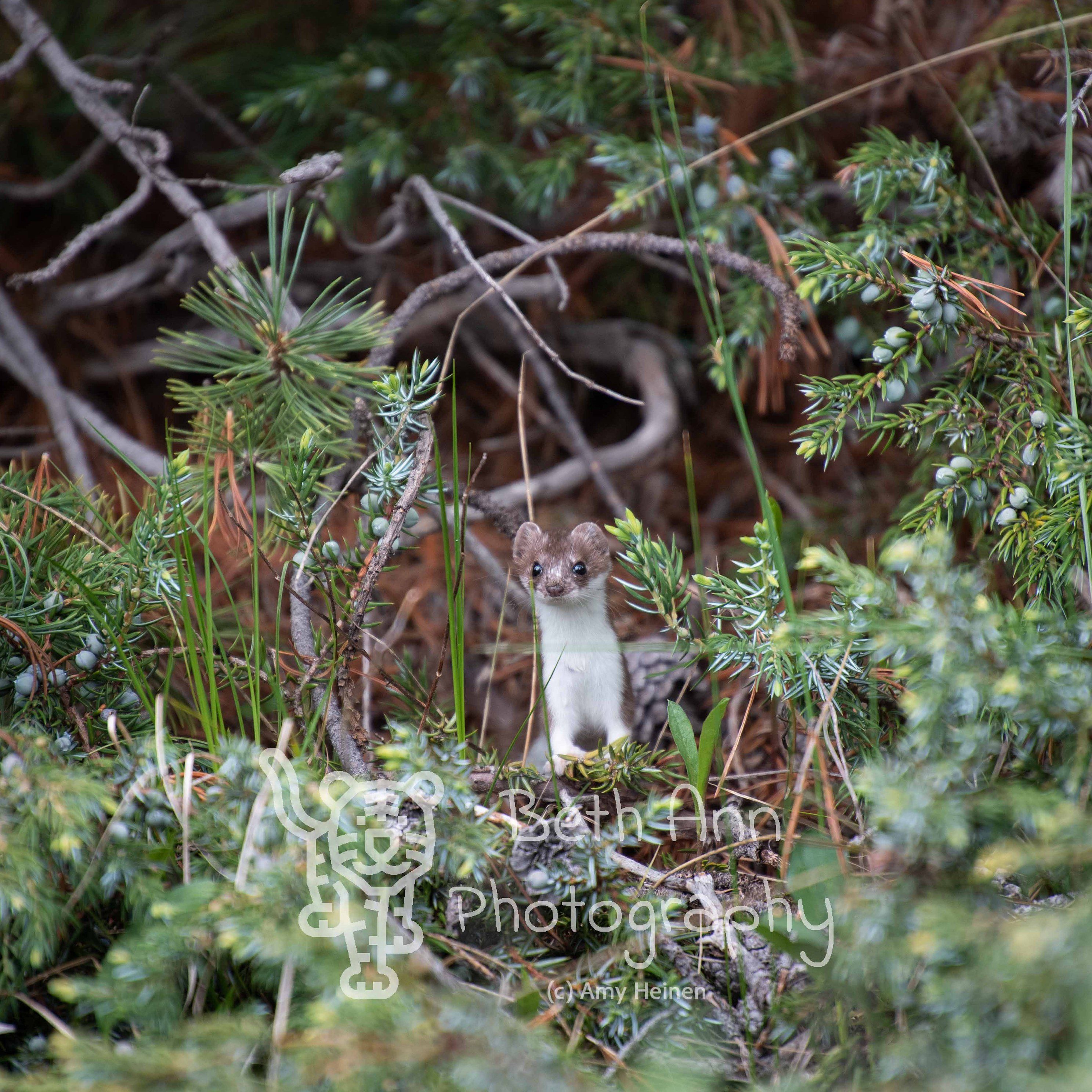 Pop Goes the Weasel