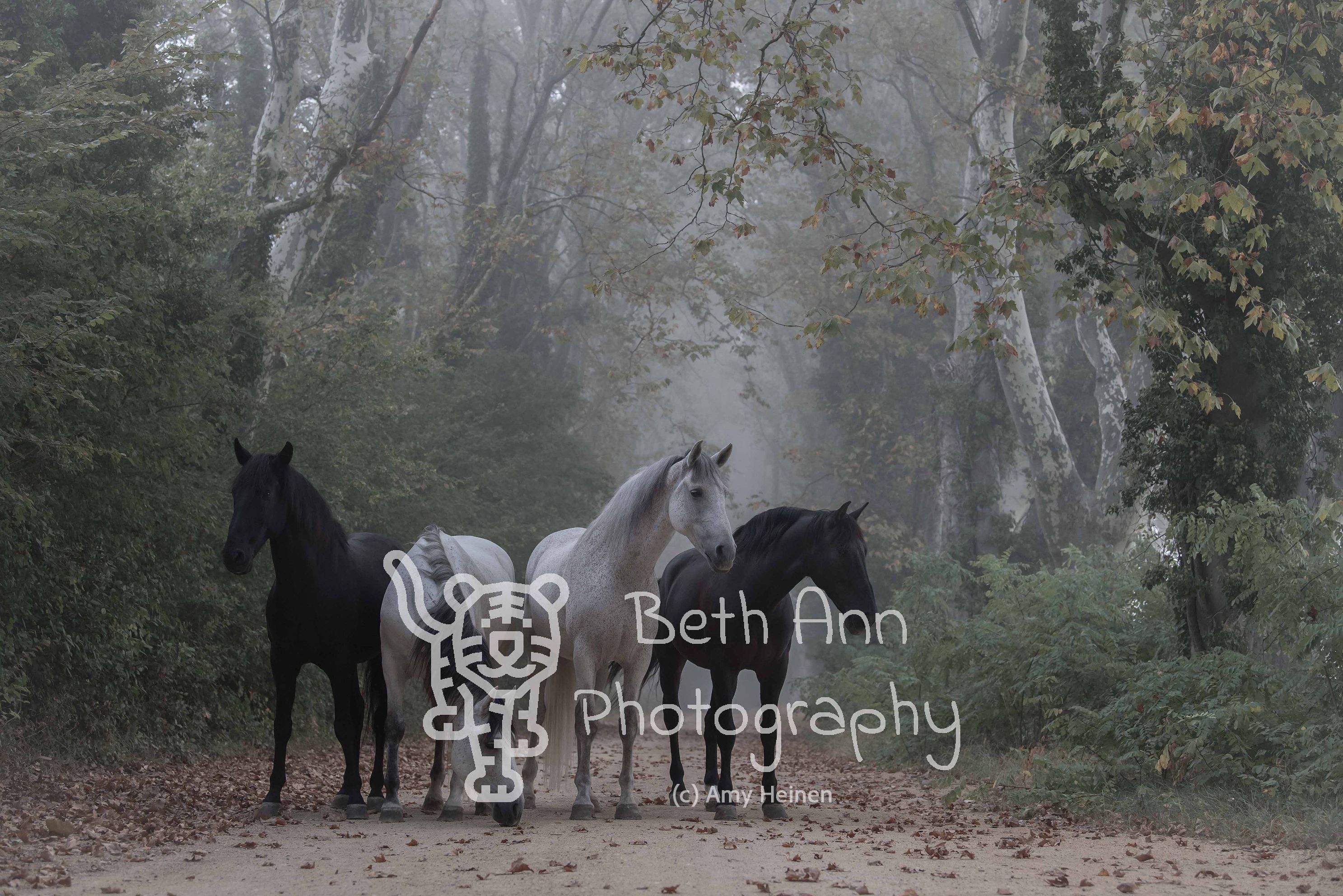 Horses of the Forest