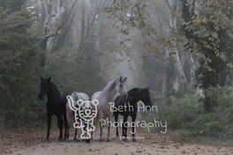 Horses of the Forest