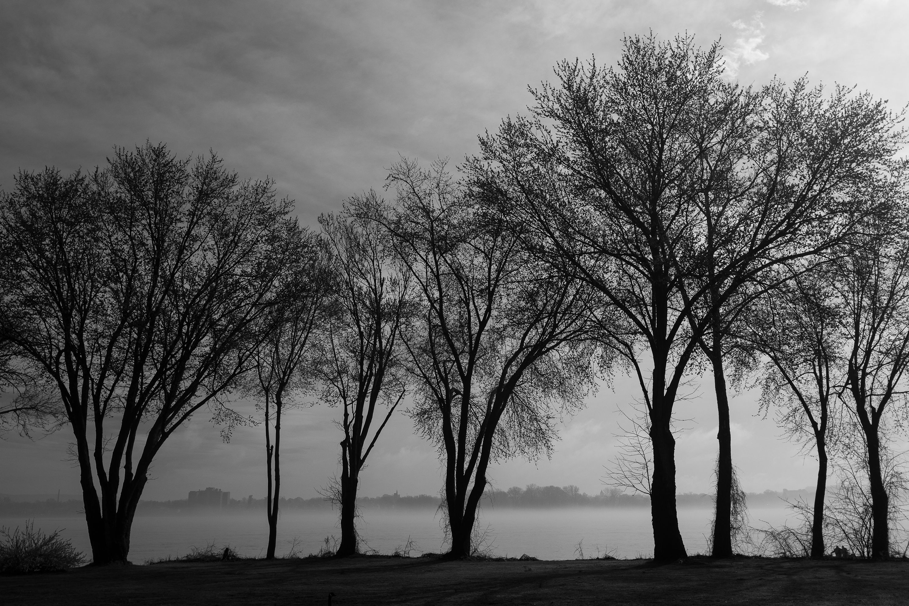 trees