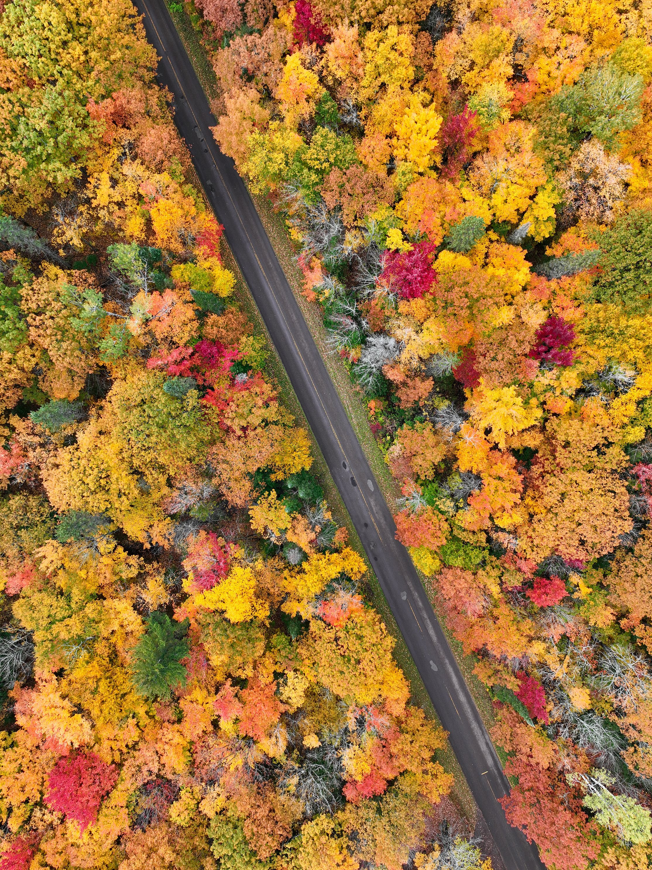 A drone-captured image of a road winding through a dense forest filled with bright fall foliage.
