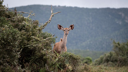 Africa is a vast continent of diverse cultures, wildlife and landscapes from deserts to rainforests.