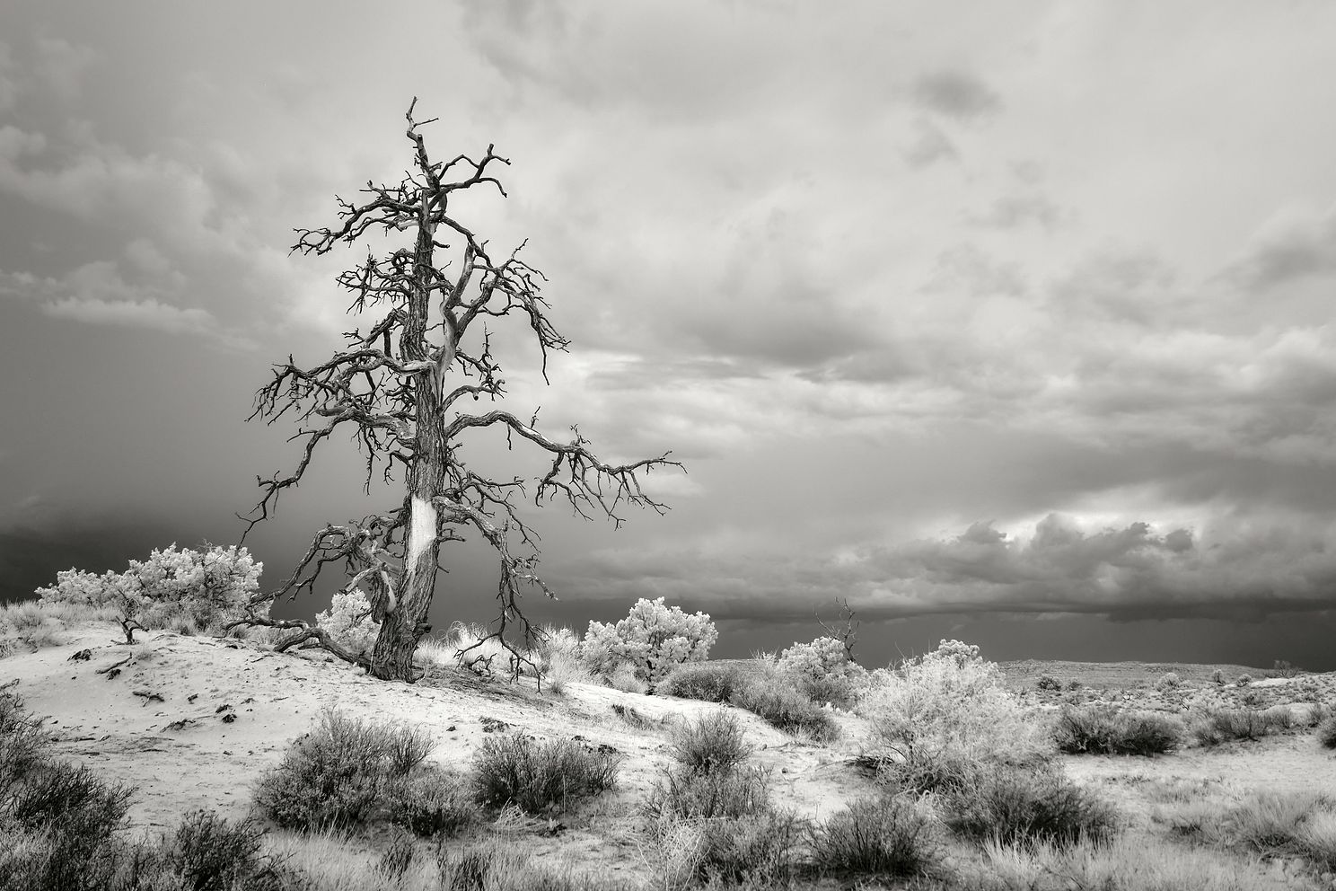 Black and white photo of an old tree at Arches National Park in Utah looks over the landscape