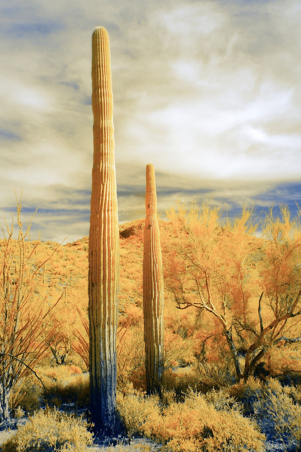 Infrared image of two young saguaro cacti in the Sonoran Desert