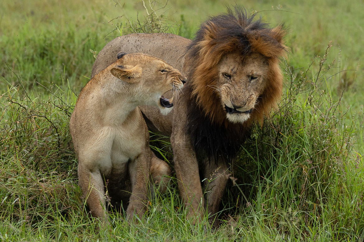 Lion & Lioness A Balance of Power East Africa.jpg