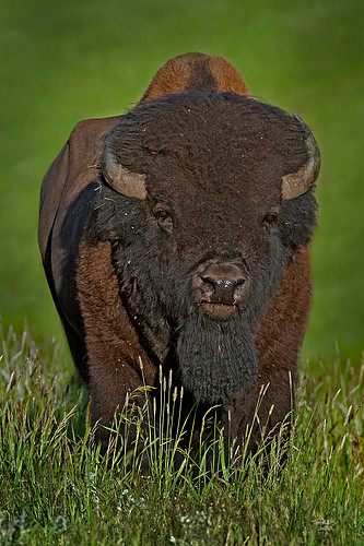 GreenBull3248.jpg