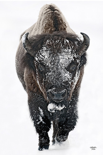 buffsnow3248.jpg