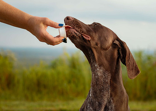 Doggytography_Dog_Photography_Clarkesville_GA_Unleashed_Education_Embark_Challenge_Party_Time_Client_Session_German_Shorthaired_Pointer (3).jpg
