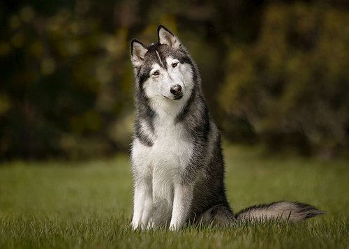 Doggytography_Dog_Photography_Clarkesville_GA_Unleased_Education_Embark_Challenge_Say_What_Final_Submission_Siberian_Husky.jpg