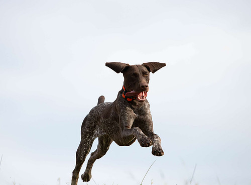 Doggytography_Dog_Photography_Clarkesville_GA_Unleashed_Education_Embark_Challenge_Party_Time_Behind_The_Scenes_German_Shorthaired_Pointer (1).jpg