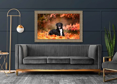 Doggytography_Dog_Photography_Clarkesville_GA_Guild_Canvas-Labrador_Retriever_Australian_Shepherd.jpg