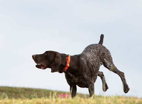 Doggytography_Dog_Photography_Clarkesville_GA_Unleashed_Education_Embark_Challenge_Party_Time_Behind_The_Scenes_German_Shorthaired_Pointer (2).jpg