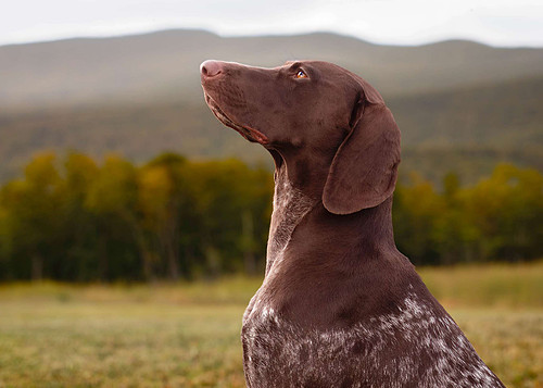 Doggytography_Dog_Photography_Clarkesville_GA_Unleashed_Education_Embark_Challenge_Party_Time_Client_Session_German_Shorthaired_Pointer (1).jpg