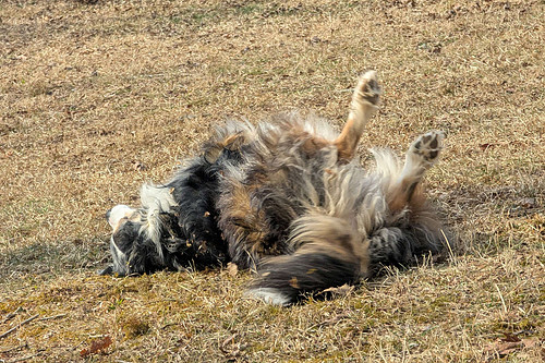 Doggytography_Dog_Photography_Clarkesvile_GA_Australian_Shepherd_Rainbow_Bridge_RIP_3.jpg