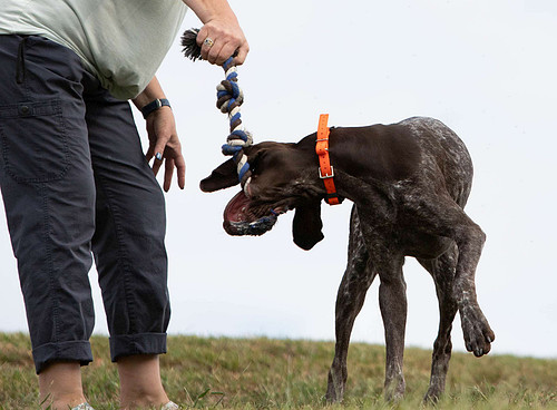 Doggytography_Dog_Photography_Clarkesville_GA_Unleashed_Education_Embark_Challenge_Party_Time_Behind_The_Scenes_German_Shorthaired_Pointer (3).jpg