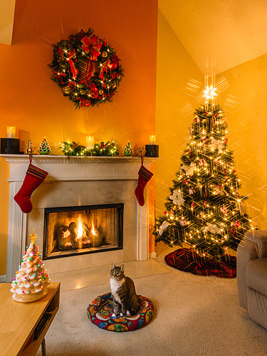 Cute Tabby Cat by Christmas Tree by Mara Robinson Akron Ohio pho