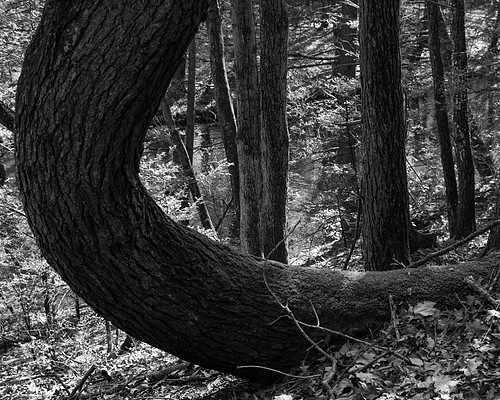 Trees-8.jpg