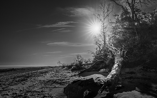 "Fallen" - Pickney Island