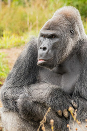 Grumpy Gorillajpg