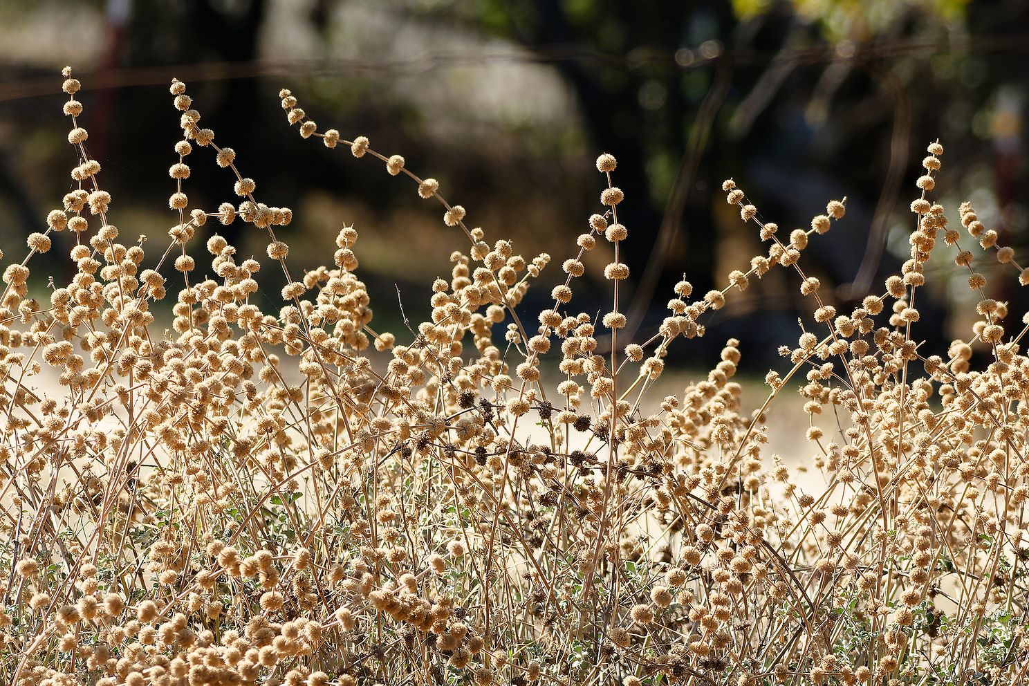 _DSC4429_DxO.jpg
