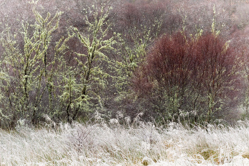 Native Woodland Hoar Frost and Birches