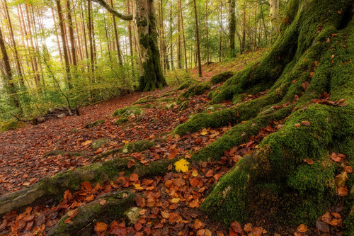 Beech Wood in Early Autumn Scotland