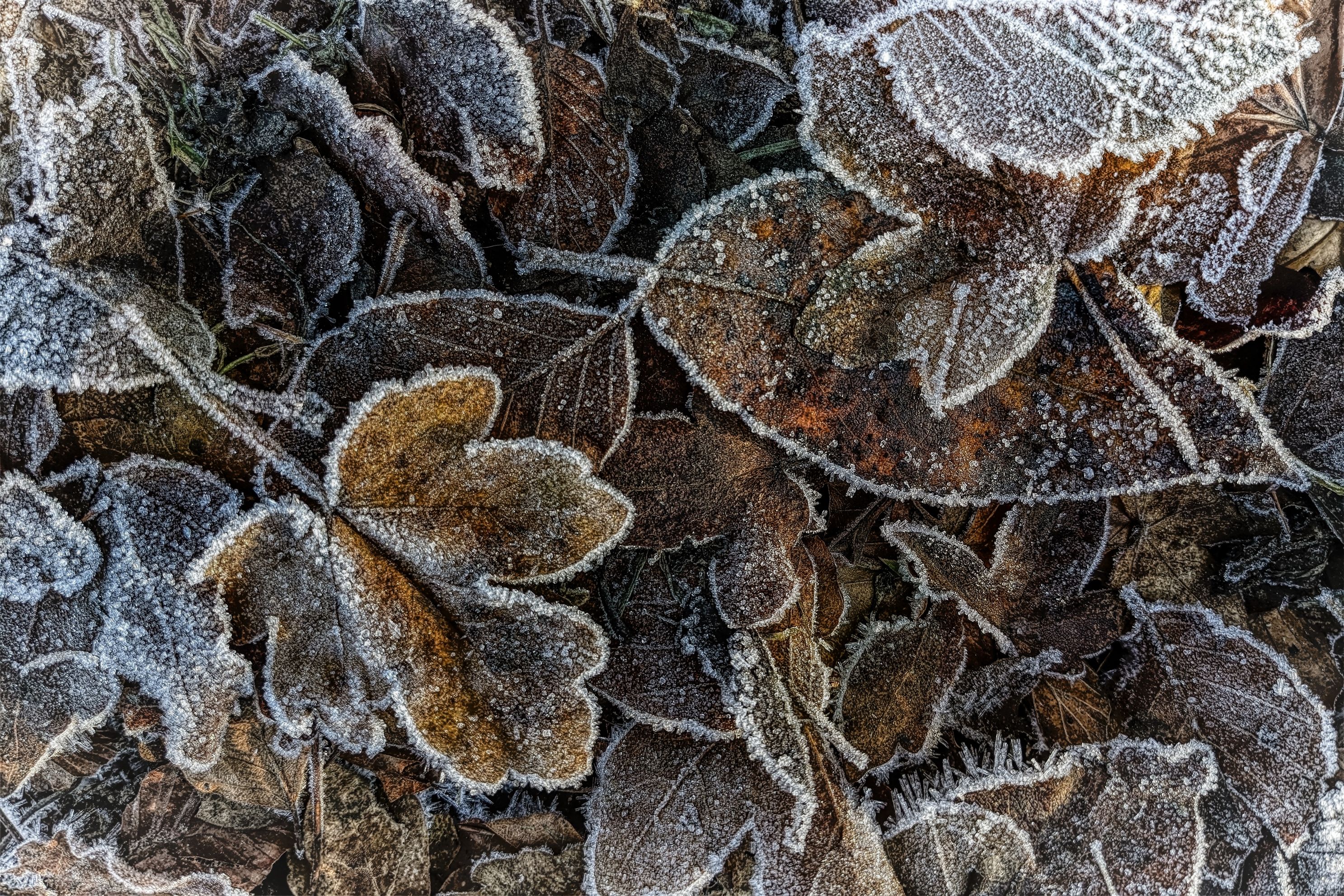 Frosted Leaves Digital Art Texturedjpg