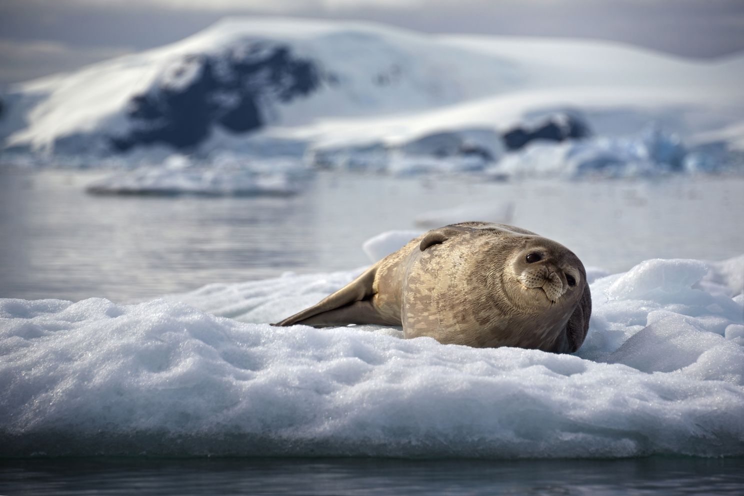 a seal laying on ice floating in the ocean