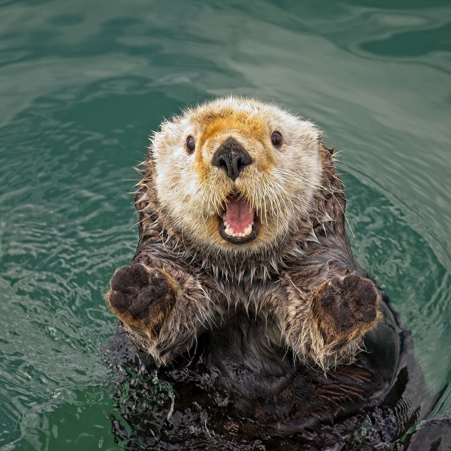 Surprised