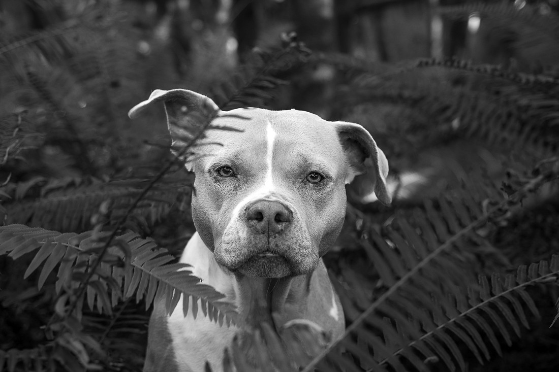 pitbull dog ferns forest portrait black and white photographyJPG