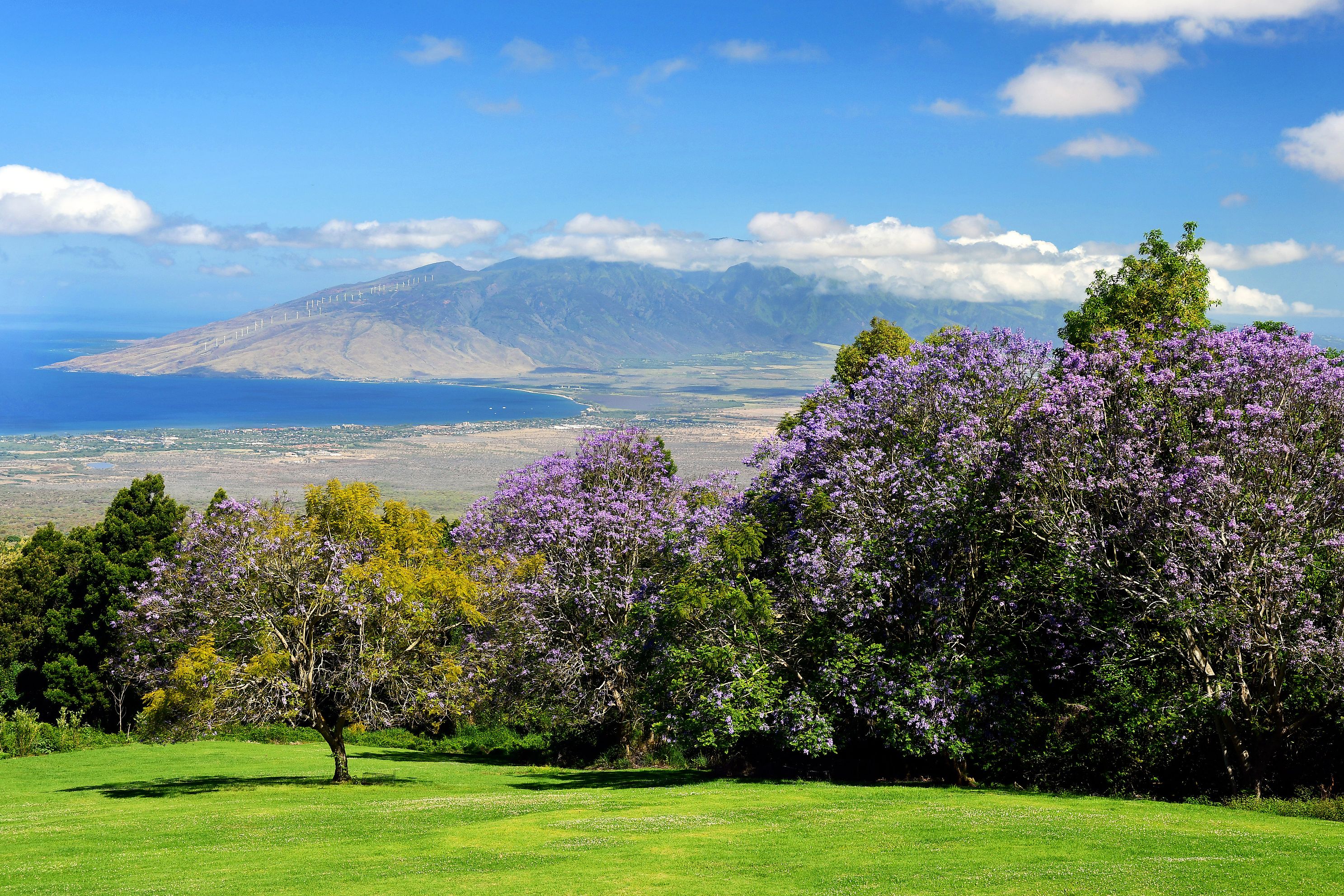 JacarandaMetPrintjpg
