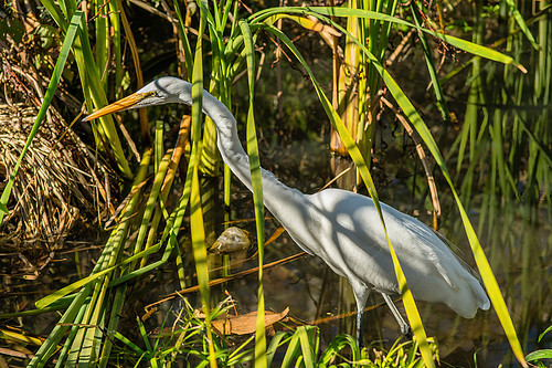 Great White Egret