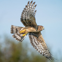 Northern Harrier