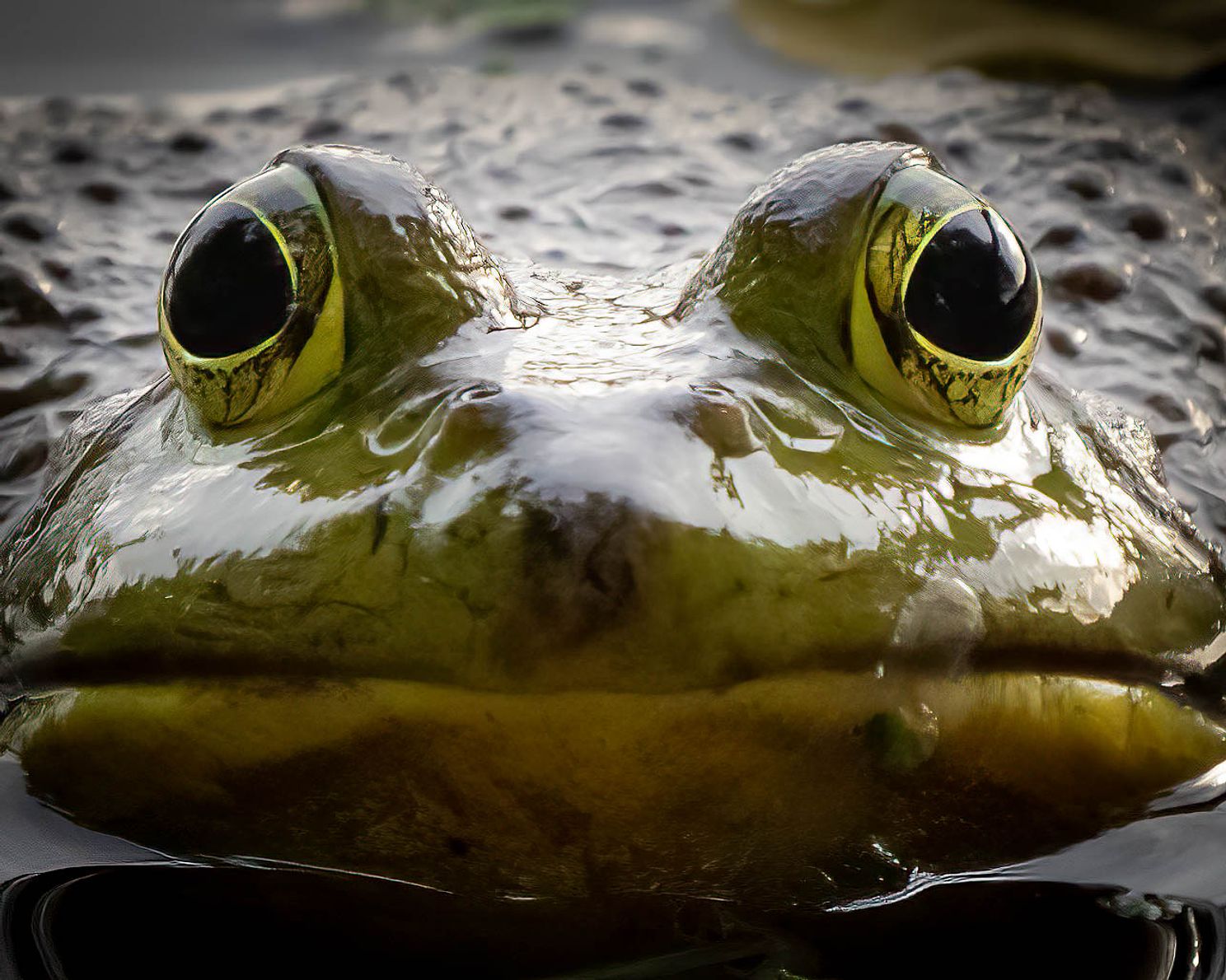 Windows to the Soul