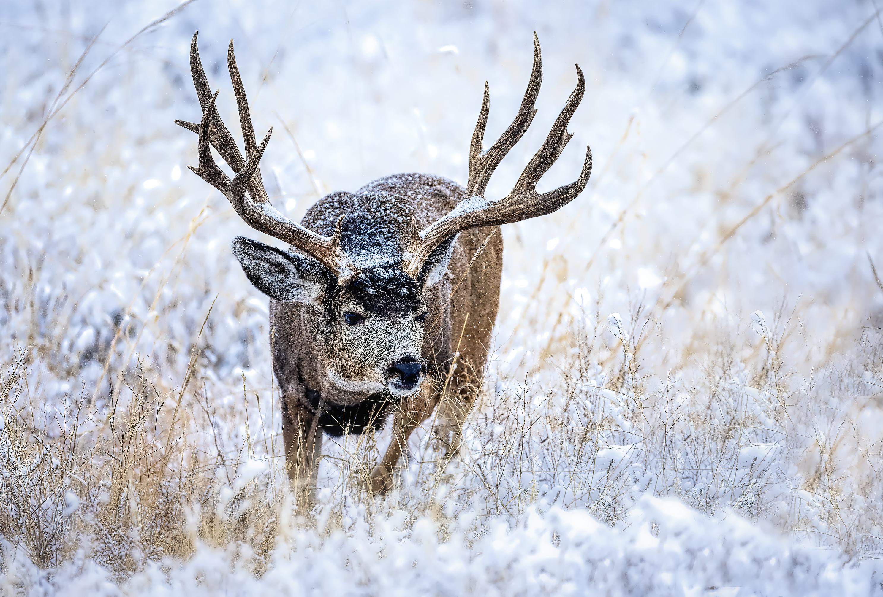 RUTDEERRMApng