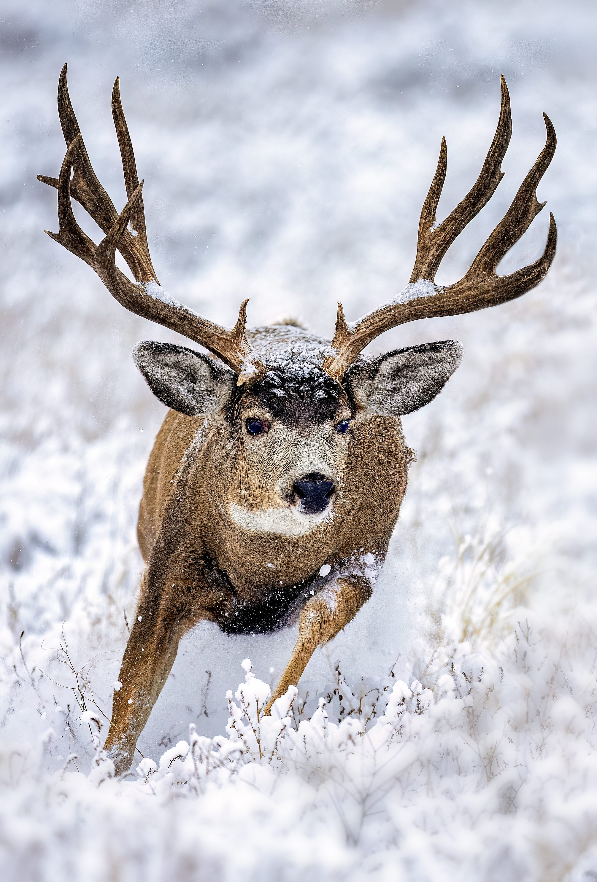 RUTDEERRMApng