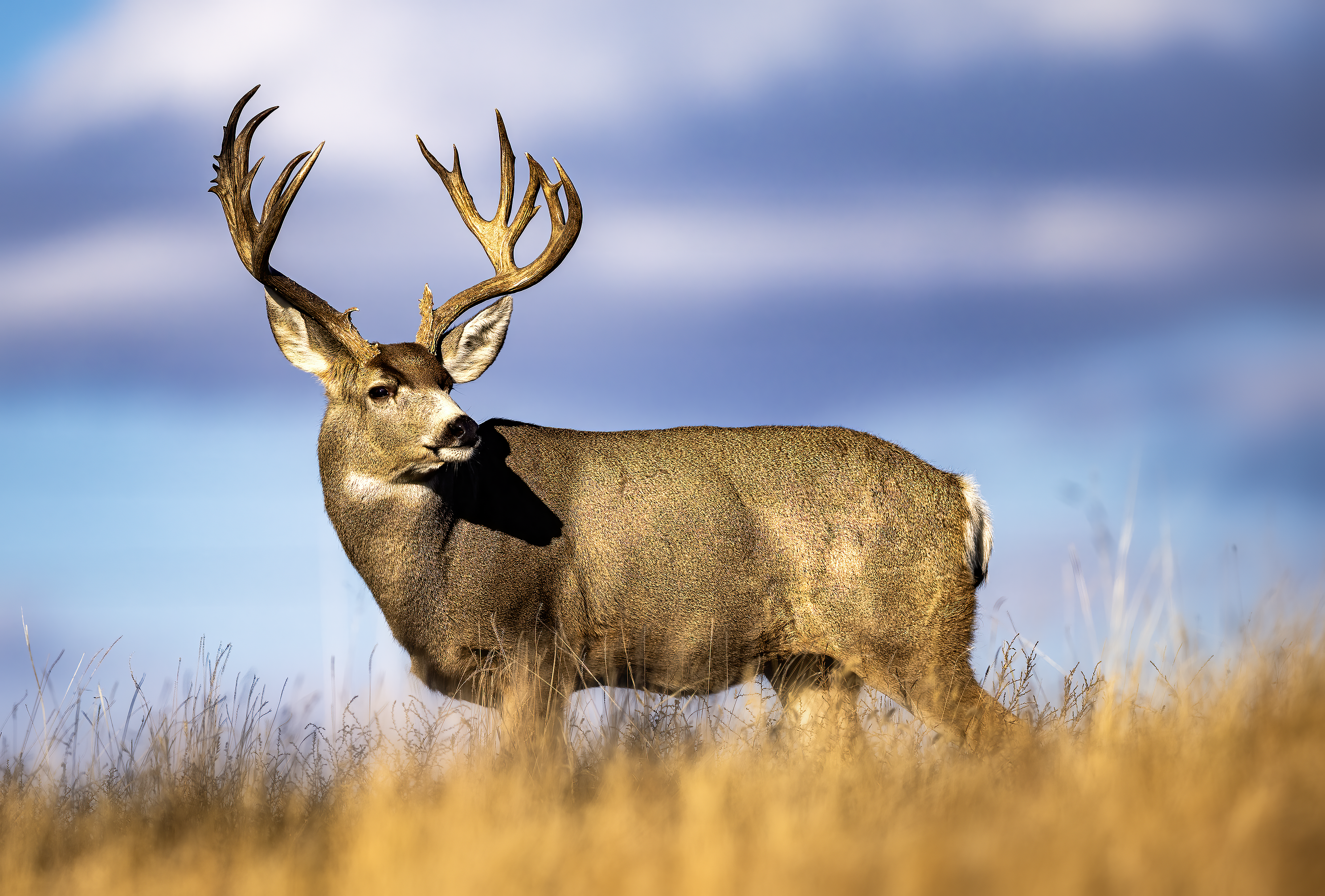 RUTDEERRMApng