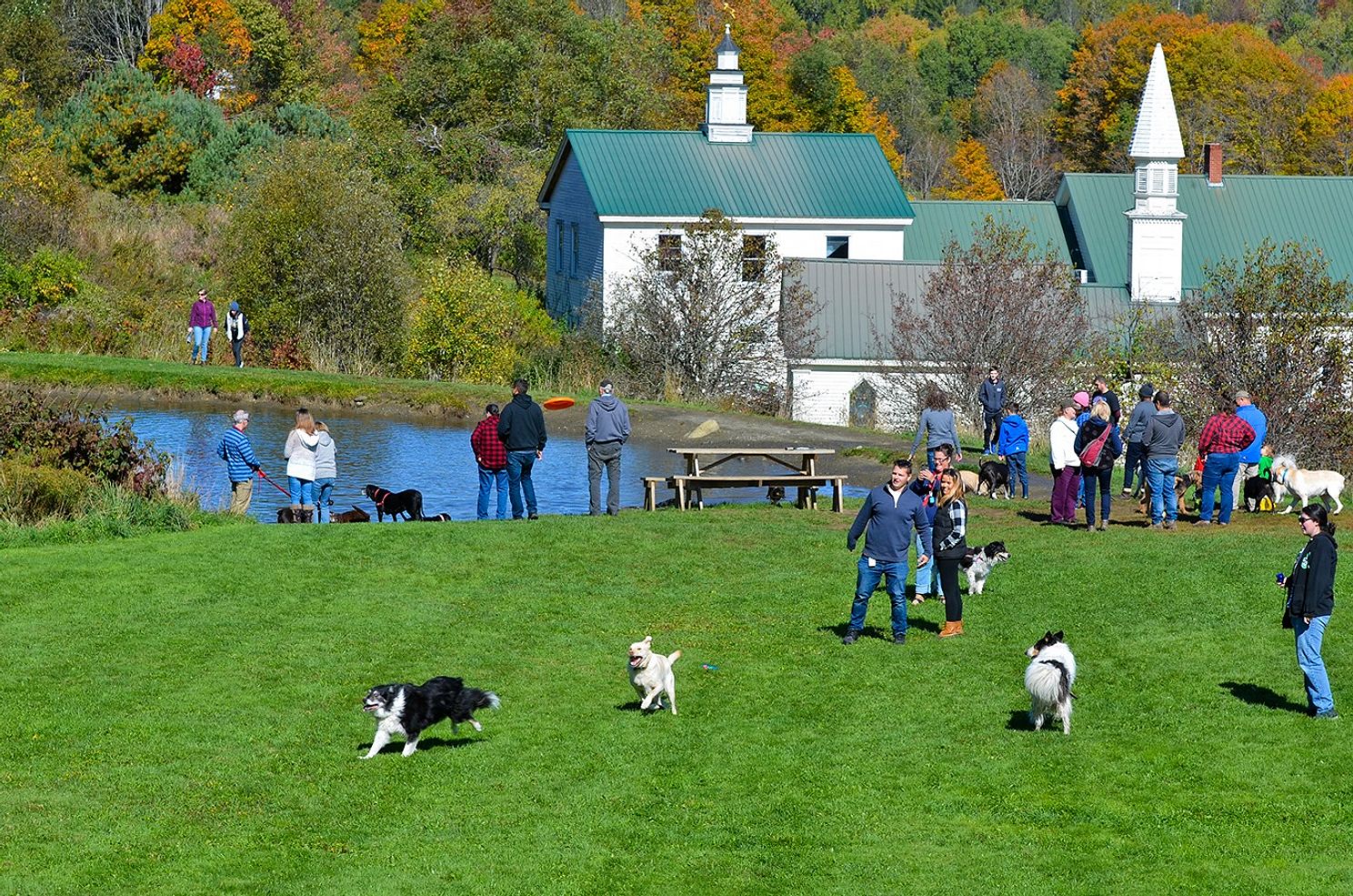 Dog Mountain Dog Parties