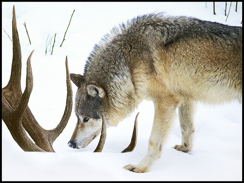 wolfrack.jpg
