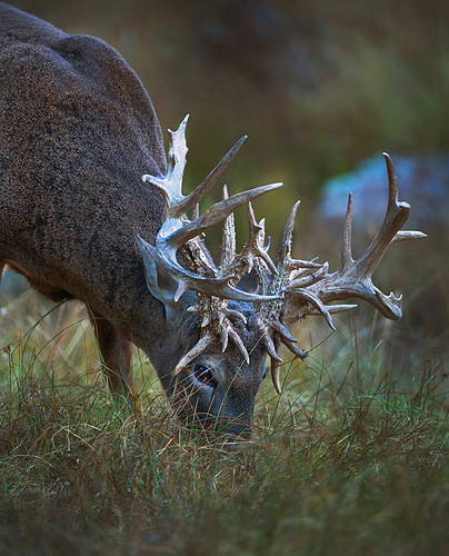 3040GiantNTFeeding.jpg