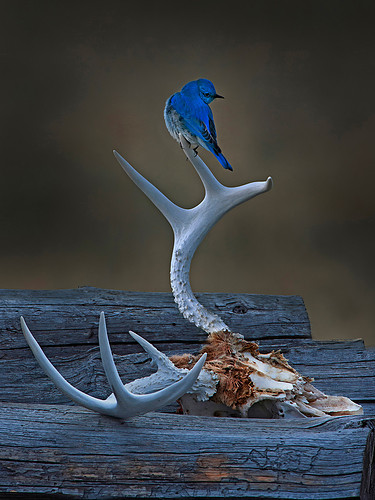 Bluebird03.jpg