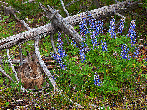 cottontail1612.jpg