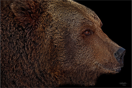 4832Grizprofile.jpg