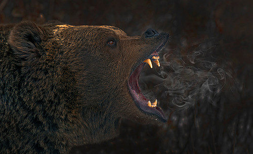 bearbreath02.jpg